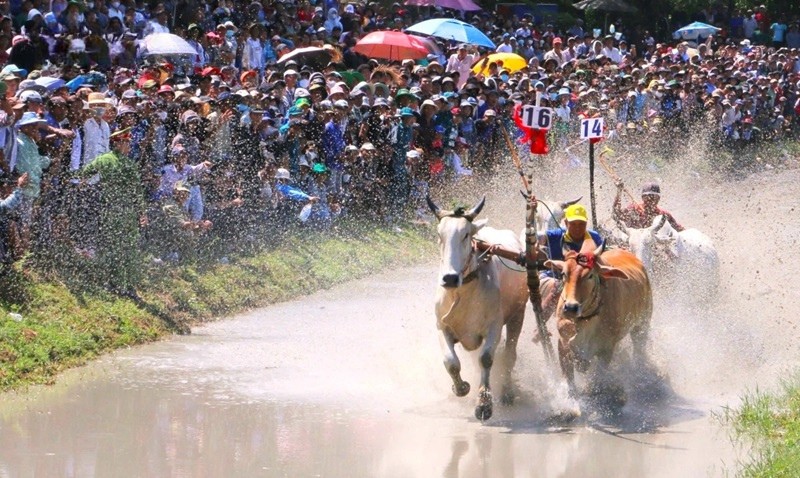 Thời gian và địa điểm tổ chức lễ hội đua bò tại An Giang