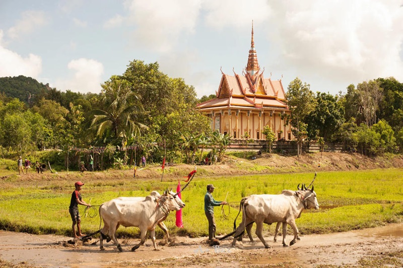 Thể lệ trò chơi lễ hội đua bò Bảy Núi An Giang